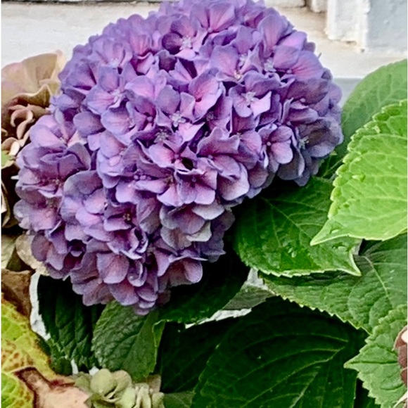 charlottesz1